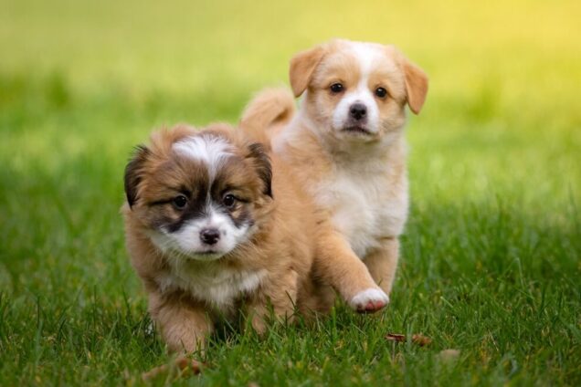Clases de cachorro