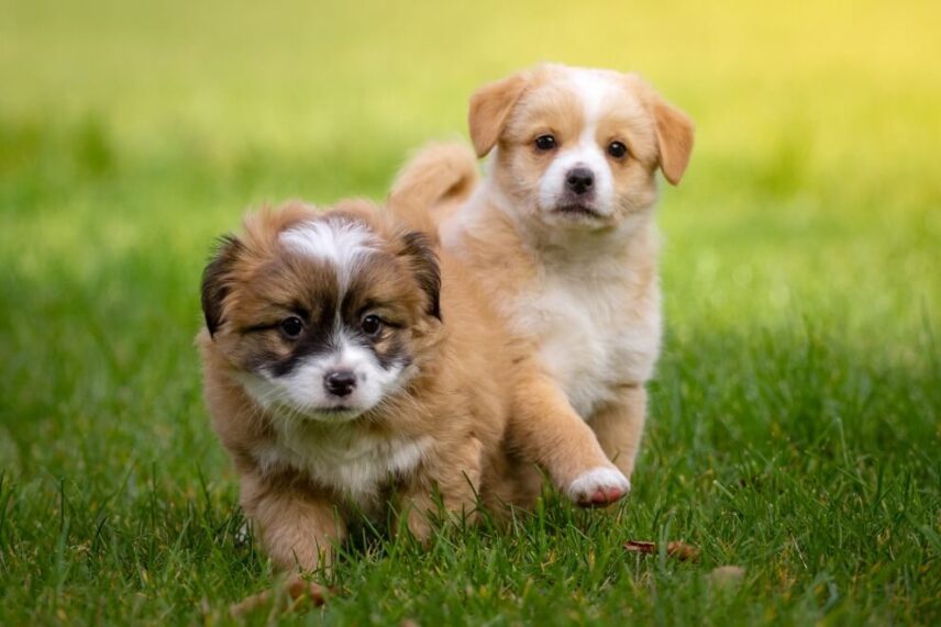 Clases de cachorro