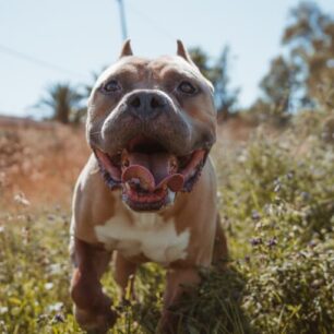 Ares
