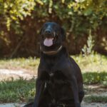 Perro bimba 03