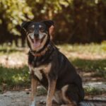 Perro eva 02