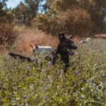 Perro isa 03