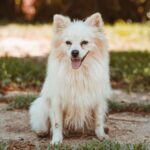 Perro laika 03