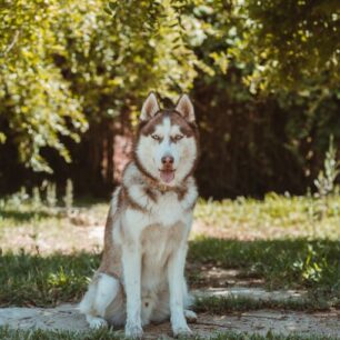 Lobo