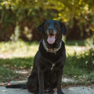 Lola