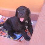 Perro lola 03
