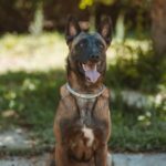 Perro pepa 04