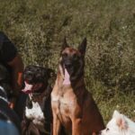 Perro tara 03