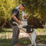 Perro willy 02