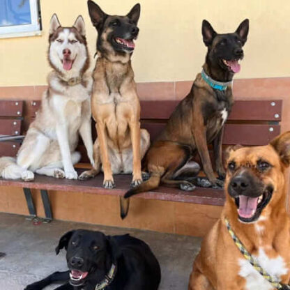 Perros en residencia canina 02