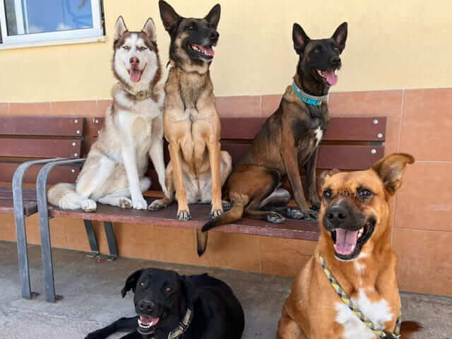 Perros en residencia canina 02