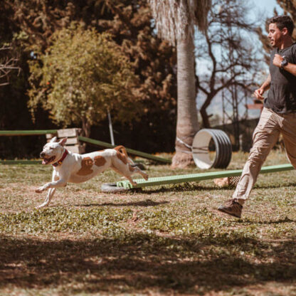 Perros en residencia canina 03