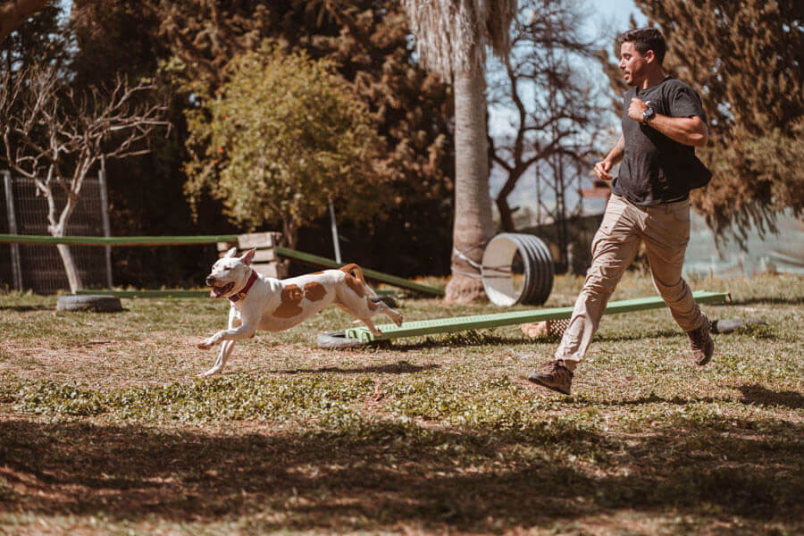 Perros en residencia canina 03
