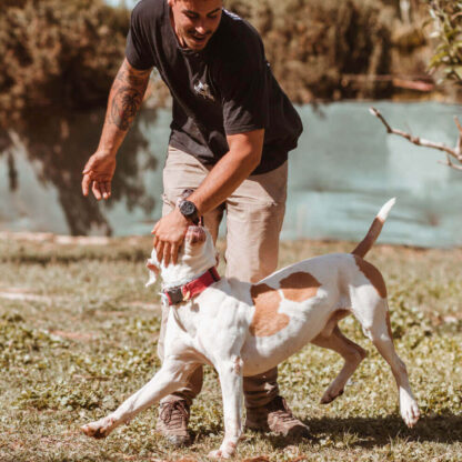 Perros en residencia canina 04